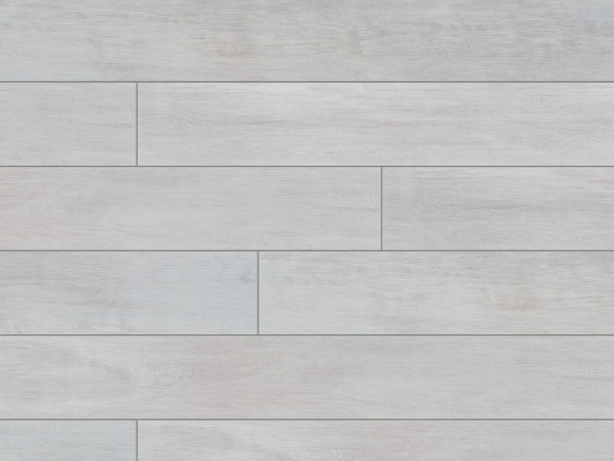 Сосна белая